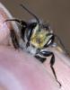 Megachile melanopyga
